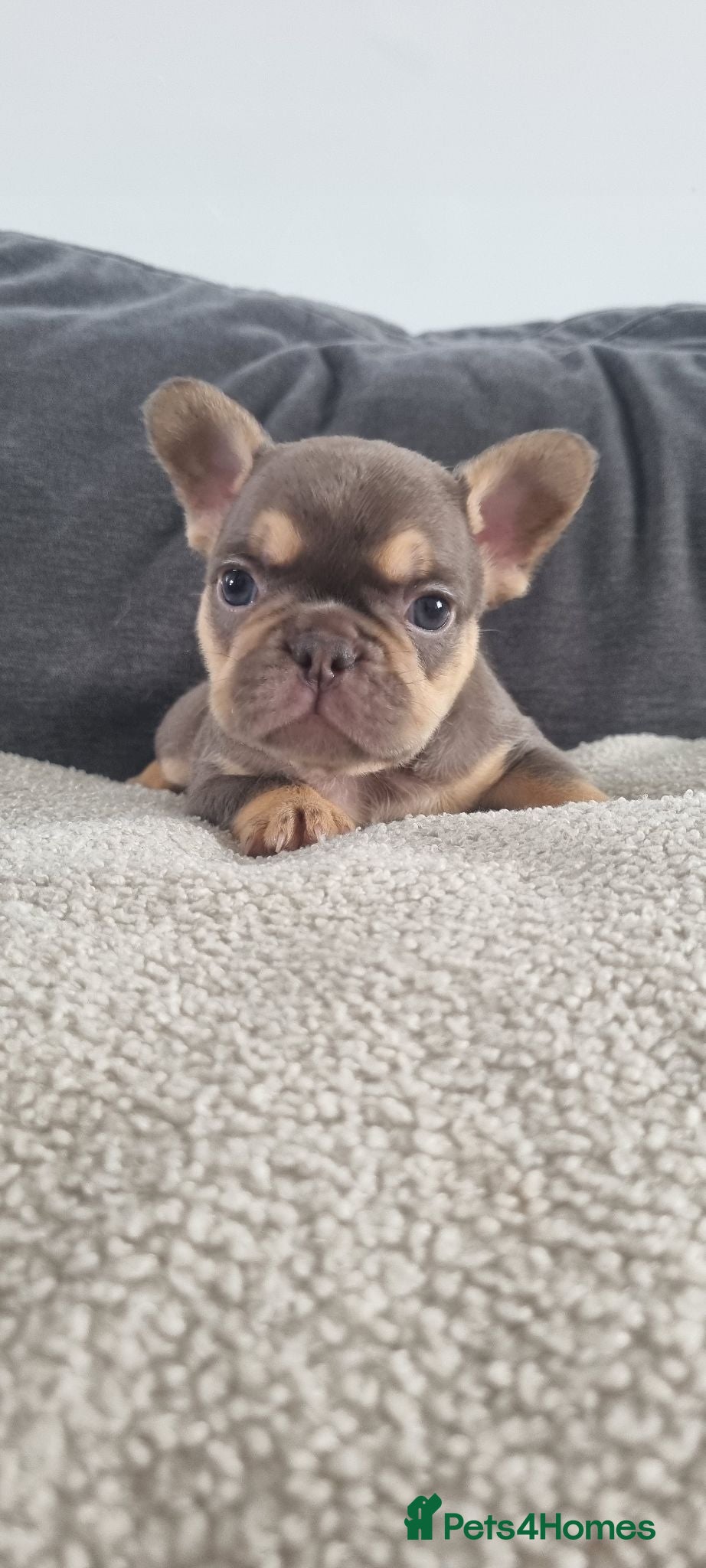 French Bulldog dogs Chocolate French Bulldog puppies - Advert 1