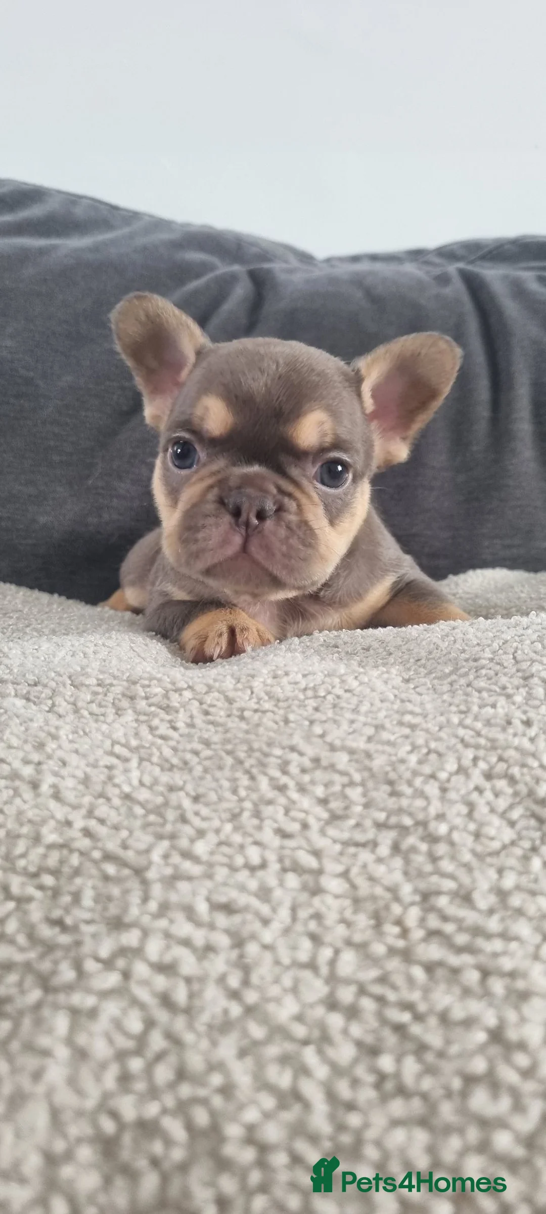 French Bulldog dogs for sale: Chocolate French Bulldog puppies - Advert 1