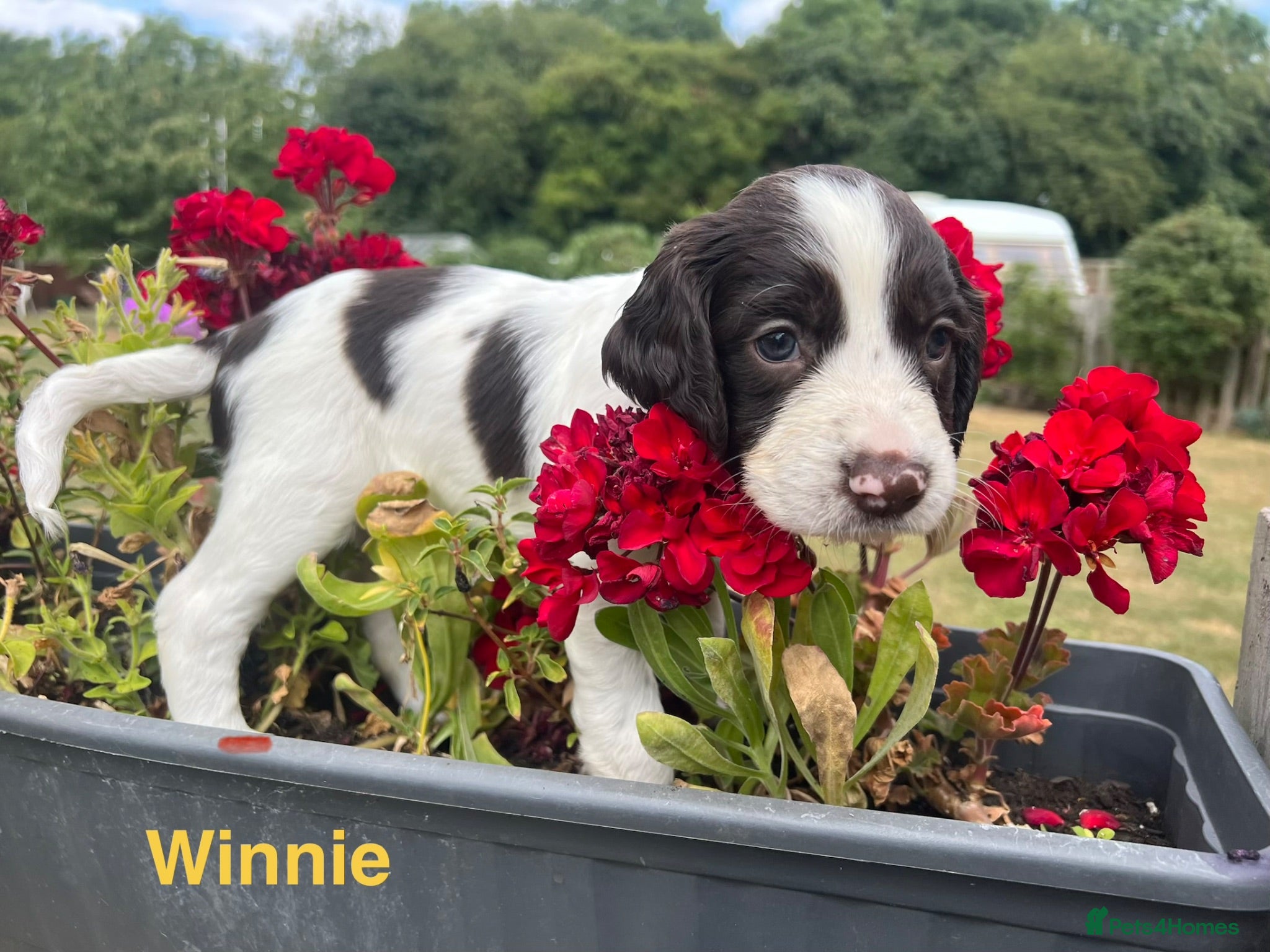 English Springer Spaniel dogs English Springer Spaniels white and liver girls - Advert 4