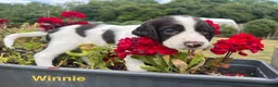 English Springer Spaniel dogs for sale: English Springer Spaniels white and liver girls in Thirsk - Advert 13