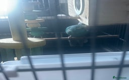 Parakeets birds for sale: Male kakariki  - Image 2