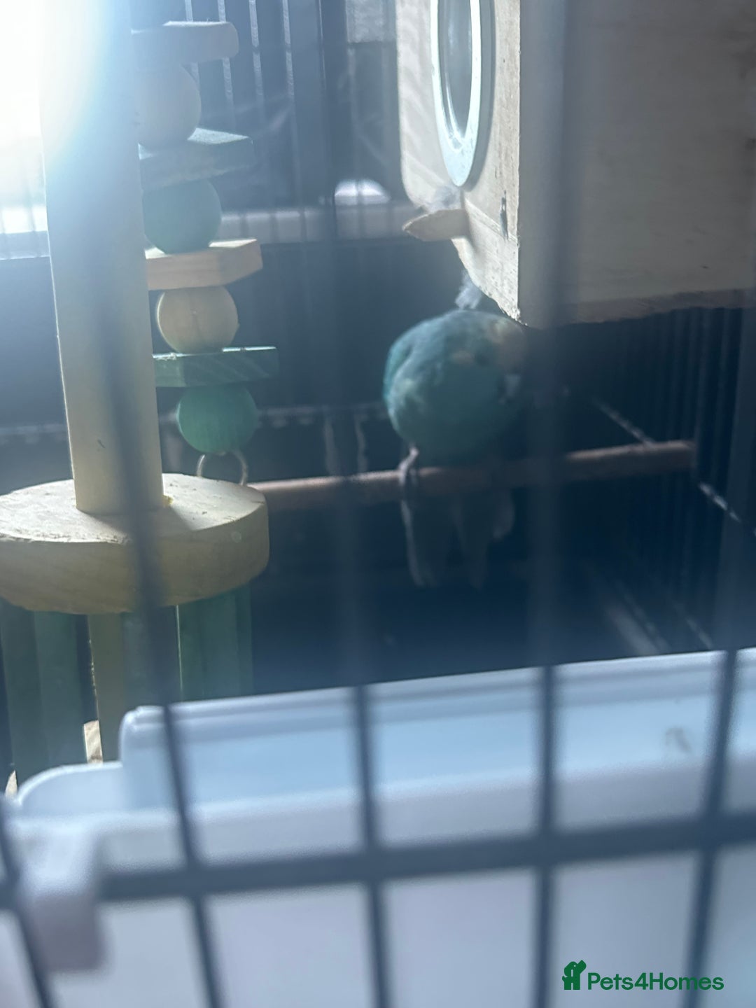 Parakeets birds for sale: Male kakariki  - Image 2