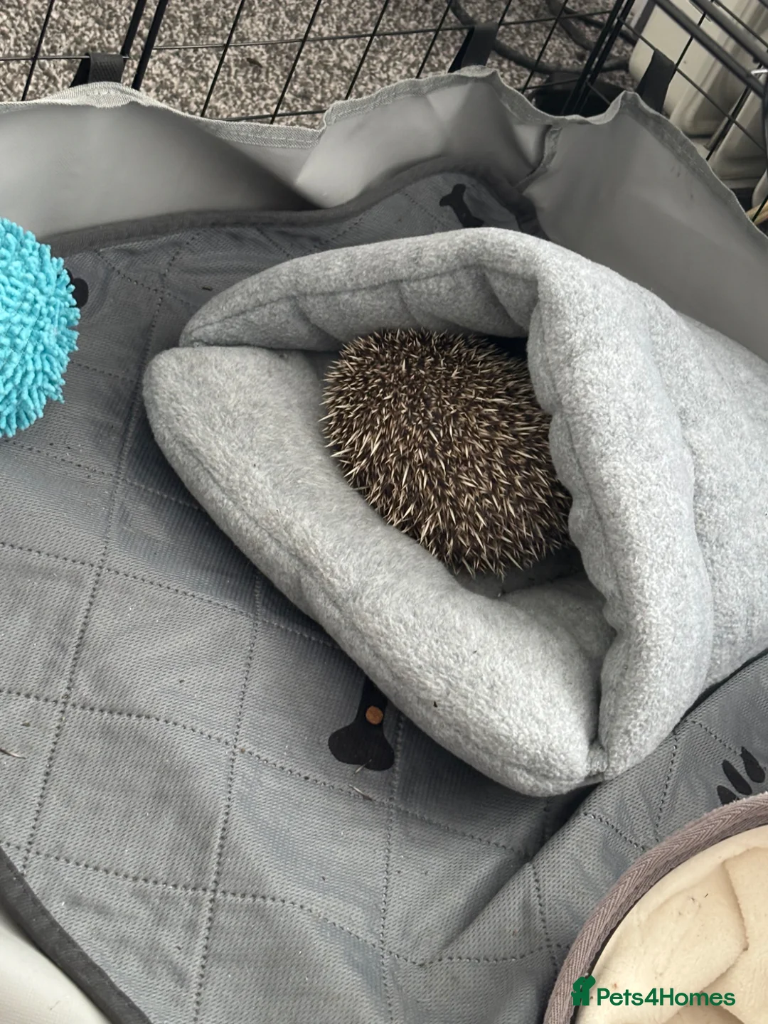 Pygmy Hedgehog rodents for sale: Pygmy hedgehog female almost 6 months old - Advert 7