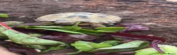 Tortoise reptiles for sale: horsefield tortoise  - Advert 1