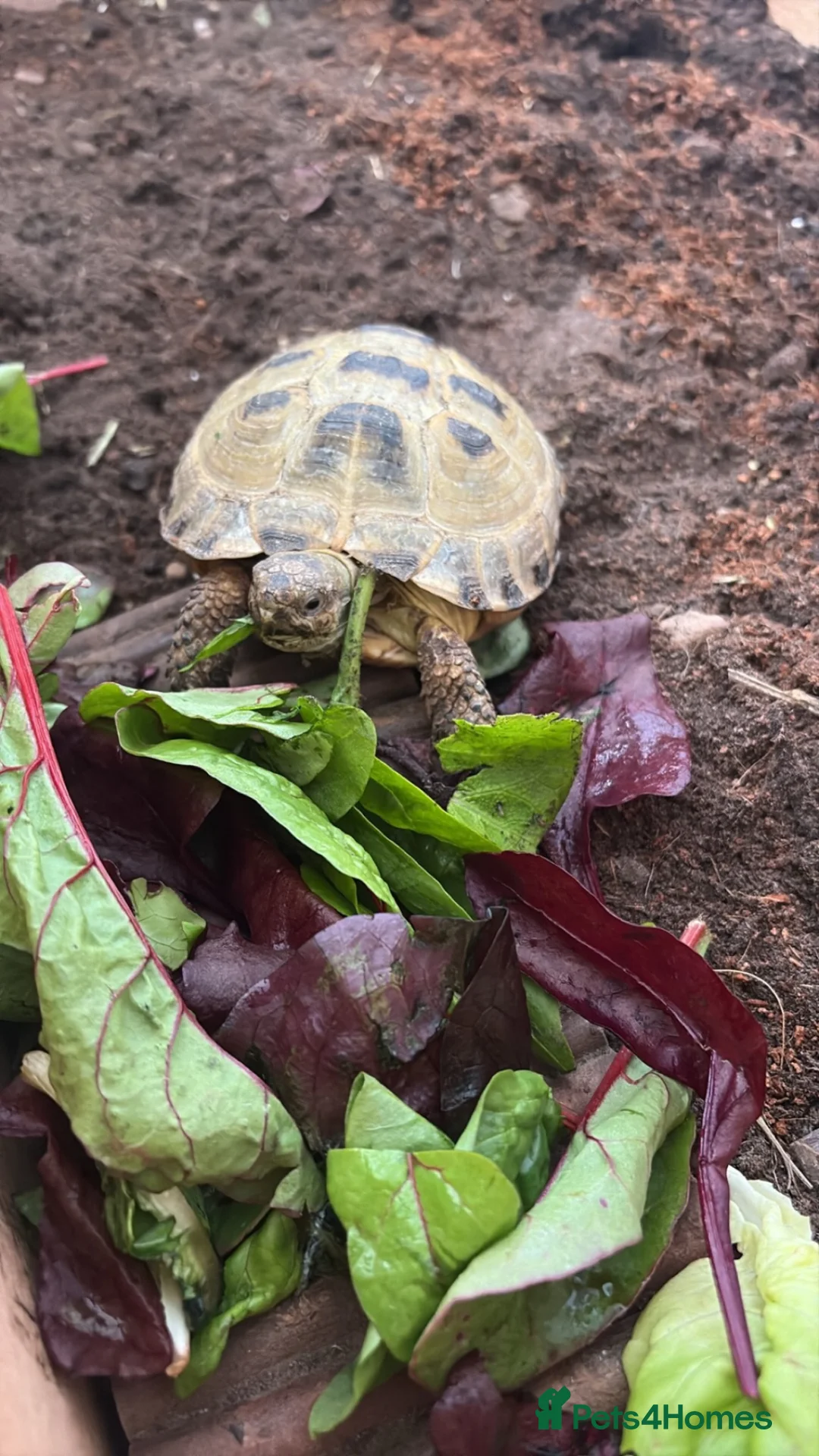 Tortoise reptiles for sale: horsefield tortoise  - Advert 1
