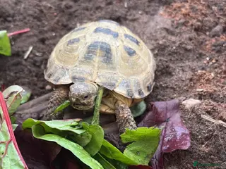 Tortoise reptiles horsefield tortoise - Advert 1