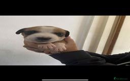Mixed Breed dogs for sale: Staffyxdalmation st bernard - Image 13