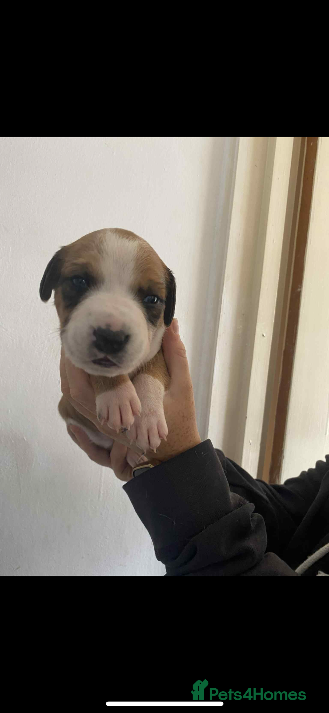 Mixed Breed dogs for sale: Staffyxdalmation st bernard - Image 13
