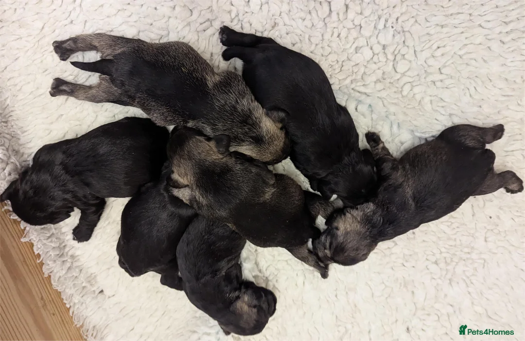 Miniature Schnauzer dogs for sale: KC reg'd,Health Tested Miniature Pups 5* Breeder - Advert 4