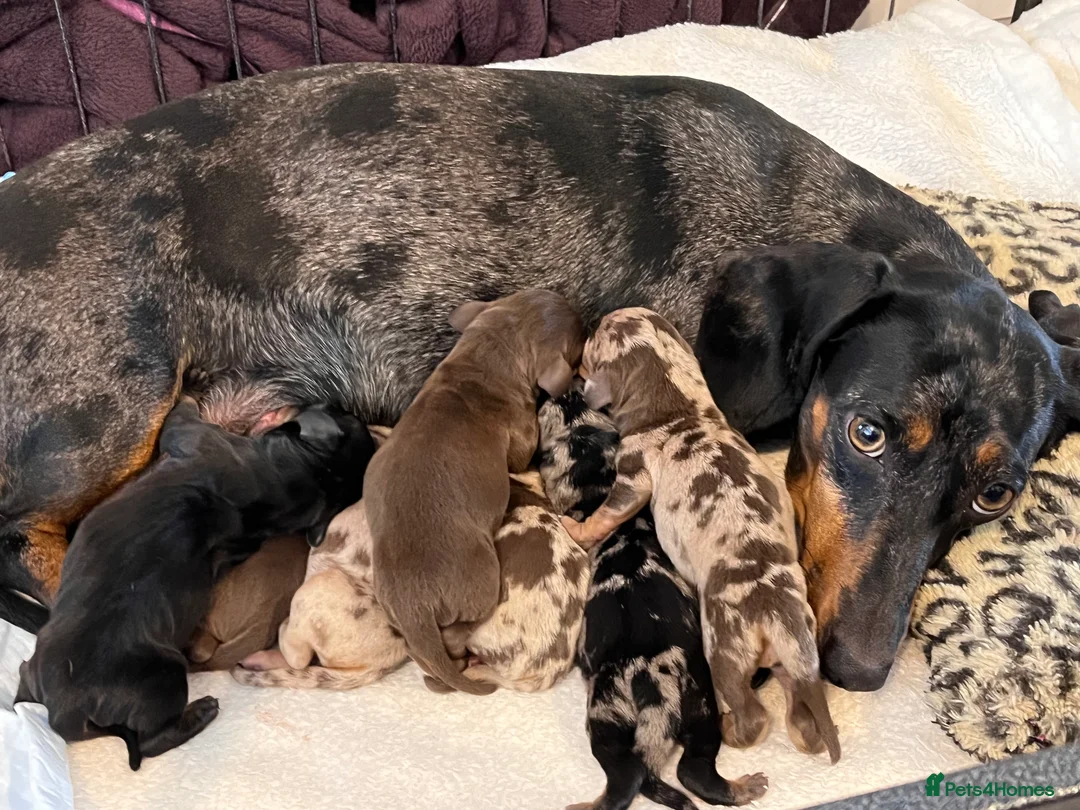 Miniature Dachshund dogs for stud: Proven KC Reg, PRA clear, Miniature Dachshund  in Hinckley - Advert 8