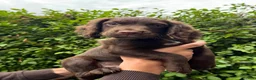 Cocker Spaniel dogs for sale: working cocker spaniel puppies  - Advert 2