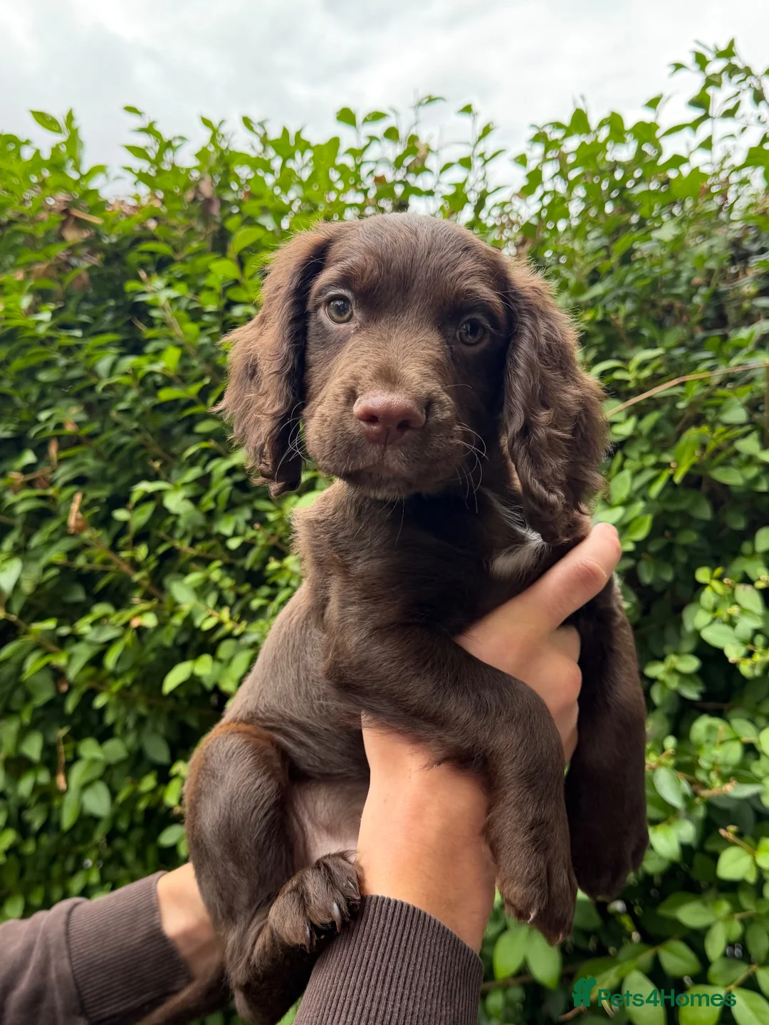 Cocker Spaniel dogs for sale: working cocker spaniel puppies  - Advert 2