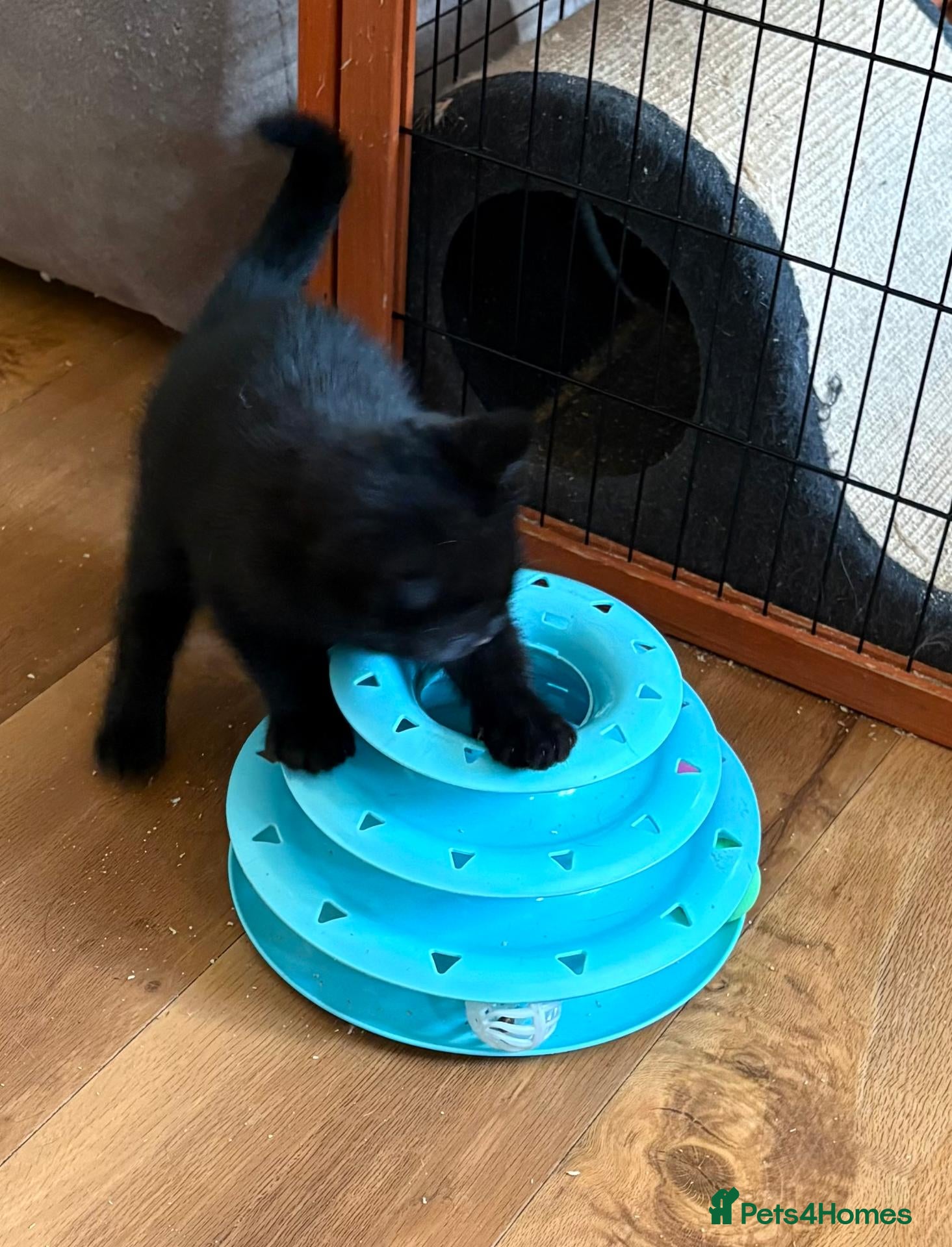 British Shorthair cats Beautiful BSH Kittens available early October - Advert 2