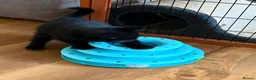 British Shorthair cats for sale: Beautiful BSH Kittens available early October - Advert 6