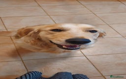 Golden Retriever dogs for sale: 🥰First Class kc Golen Retriever boys🥰 - Image 17