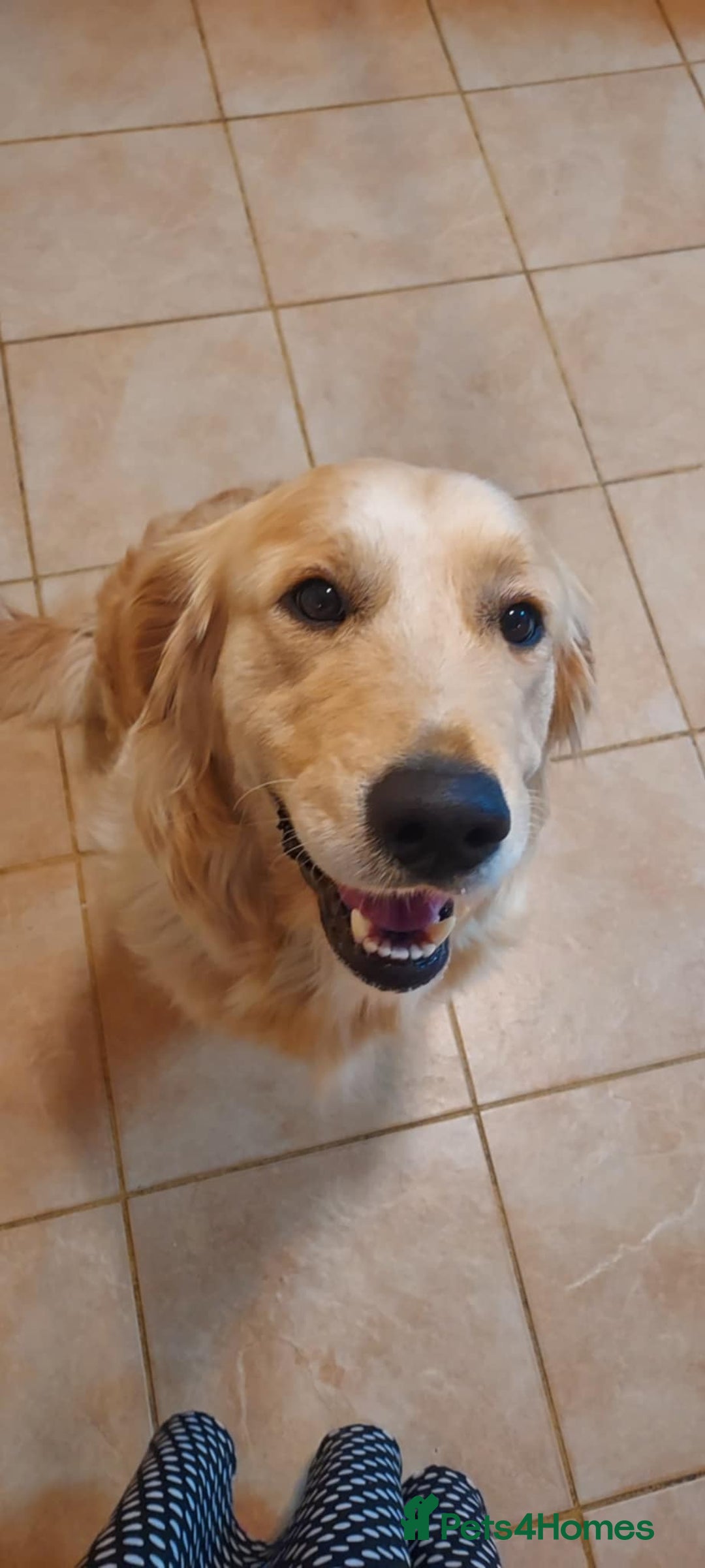 Golden Retriever dogs for sale: 🥰First Class kc Golen Retriever boys🥰 - Image 17
