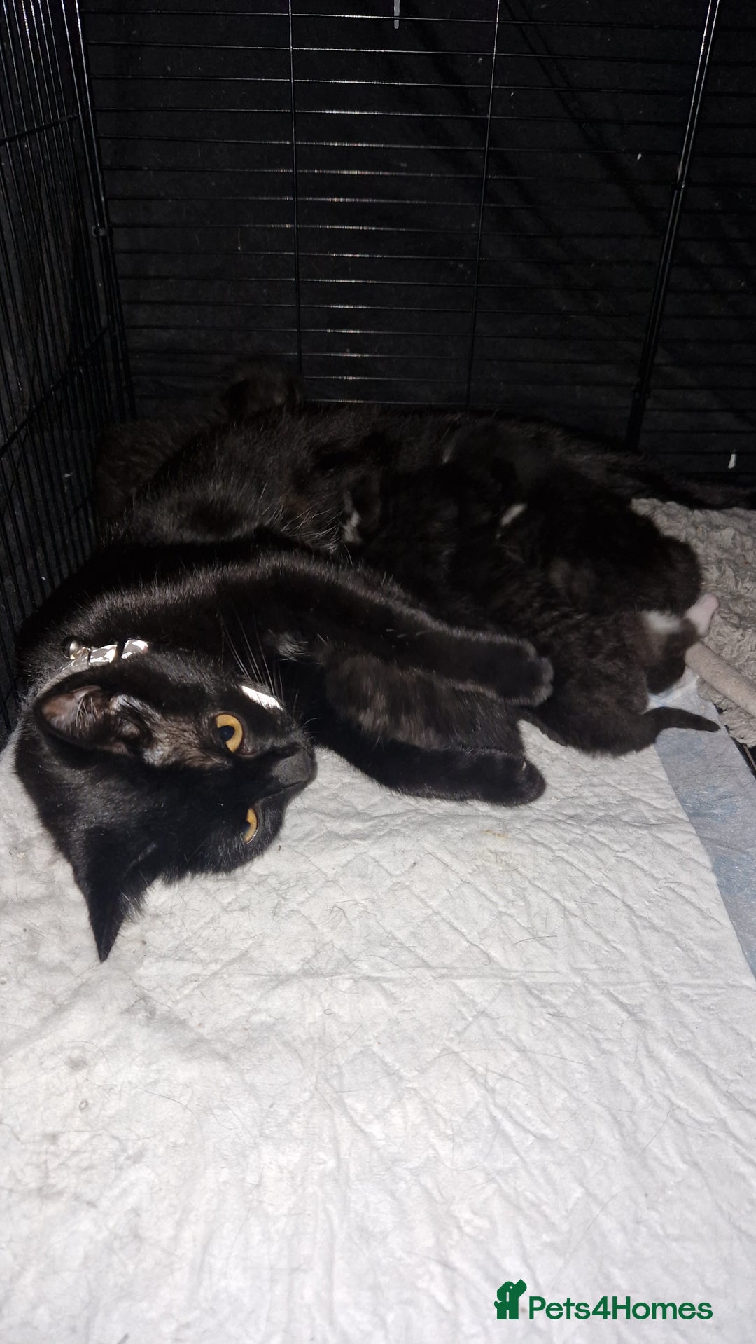 Mixed Breed cats for sale: Beautiful kittens for sale - Image 7