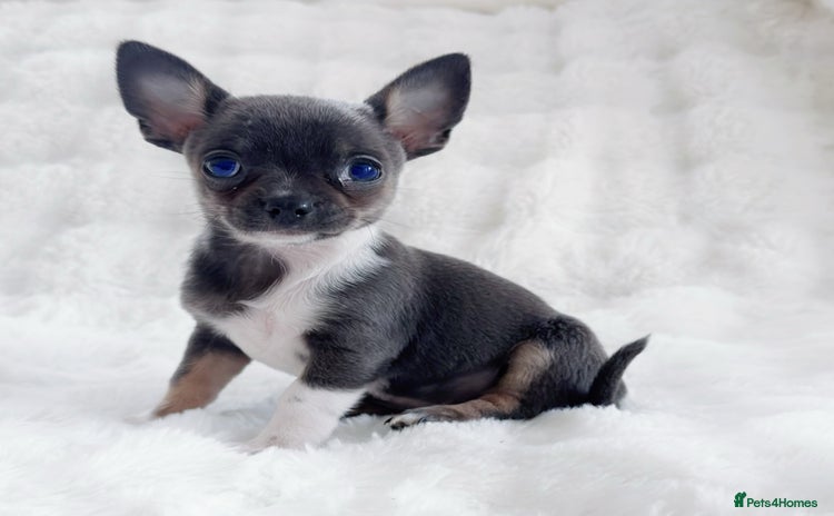 Chihuahua dogs - Advert 1