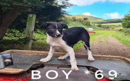 Border Collie dogs for sale: Last boy left! Beautiful farm-bred collie pups - Image 1