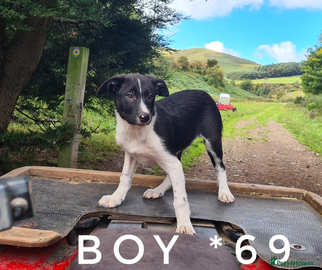 Border Collie dogs for sale: Last boy left! Beautiful farm-bred collie pups - Image 1
