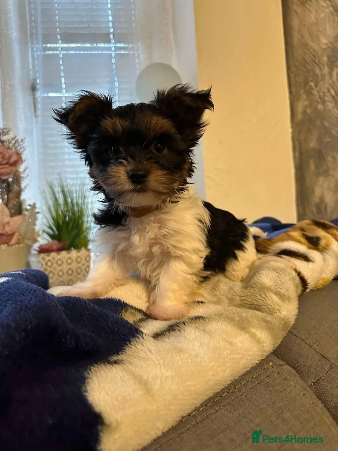 Yorkshire Terrier dogs for stud:  Chocolate Yorkshire Terrier For Stud Only in Blackburn - Advert 2