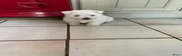 West Highland Terrier dogs for sale: 3 West Highland Pedigree Puppies - Advert 5