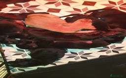 Labrador Retriever dogs for sale: litter of 11 kc reg lab retrievers 10weeks old - Image 8