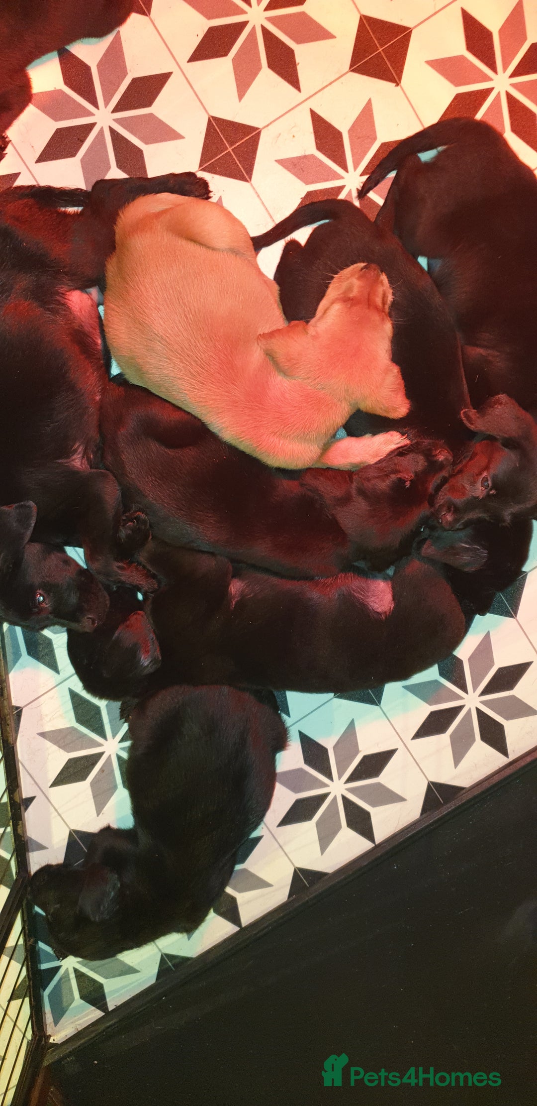 Labrador Retriever dogs for sale: litter of 11 kc reg lab retrievers 10weeks old - Image 8