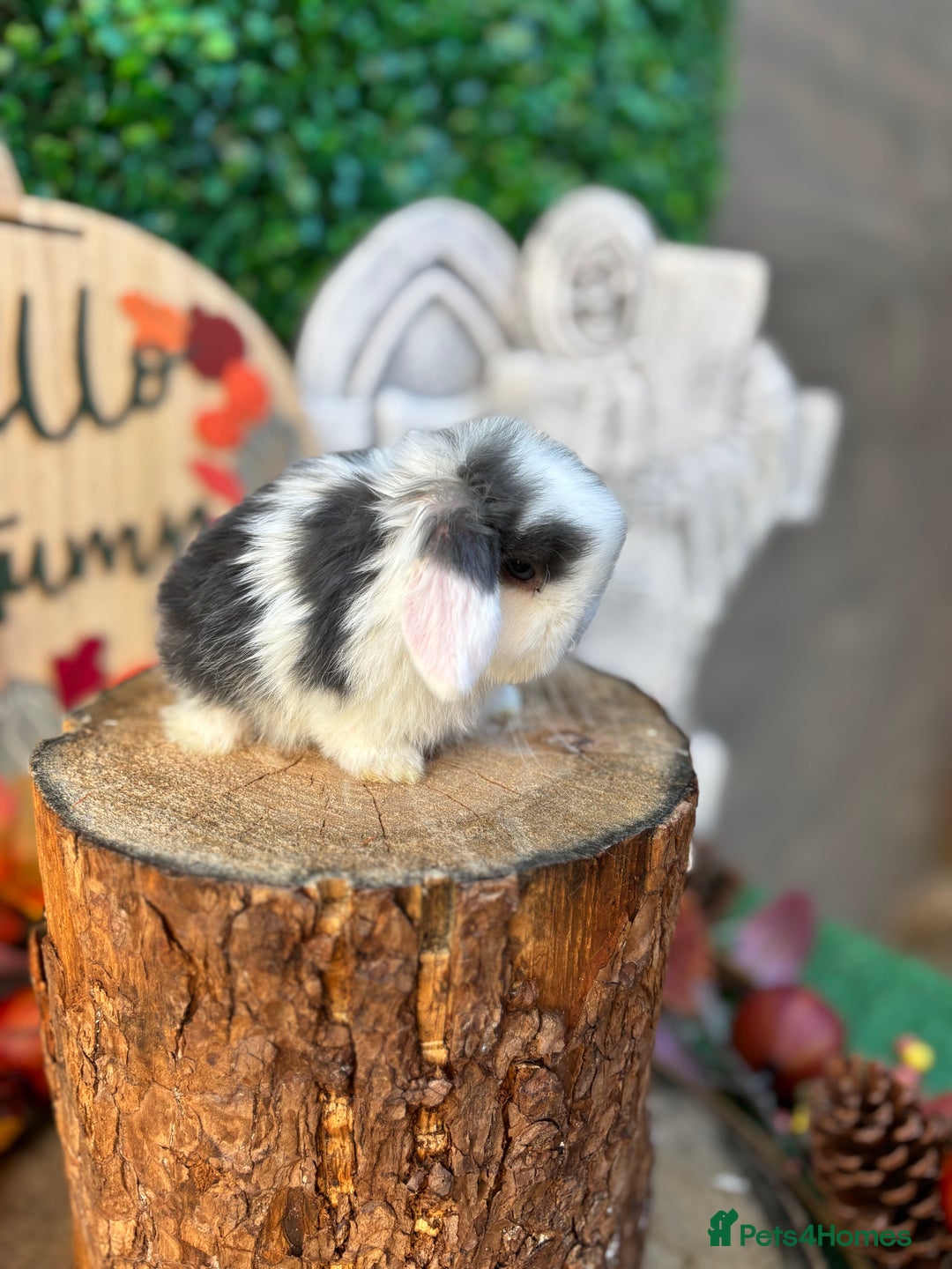 Mini Lop rabbits for sale: 🌟PURE BRED PEDIGREE MINI LOPS🌟 - Image 15