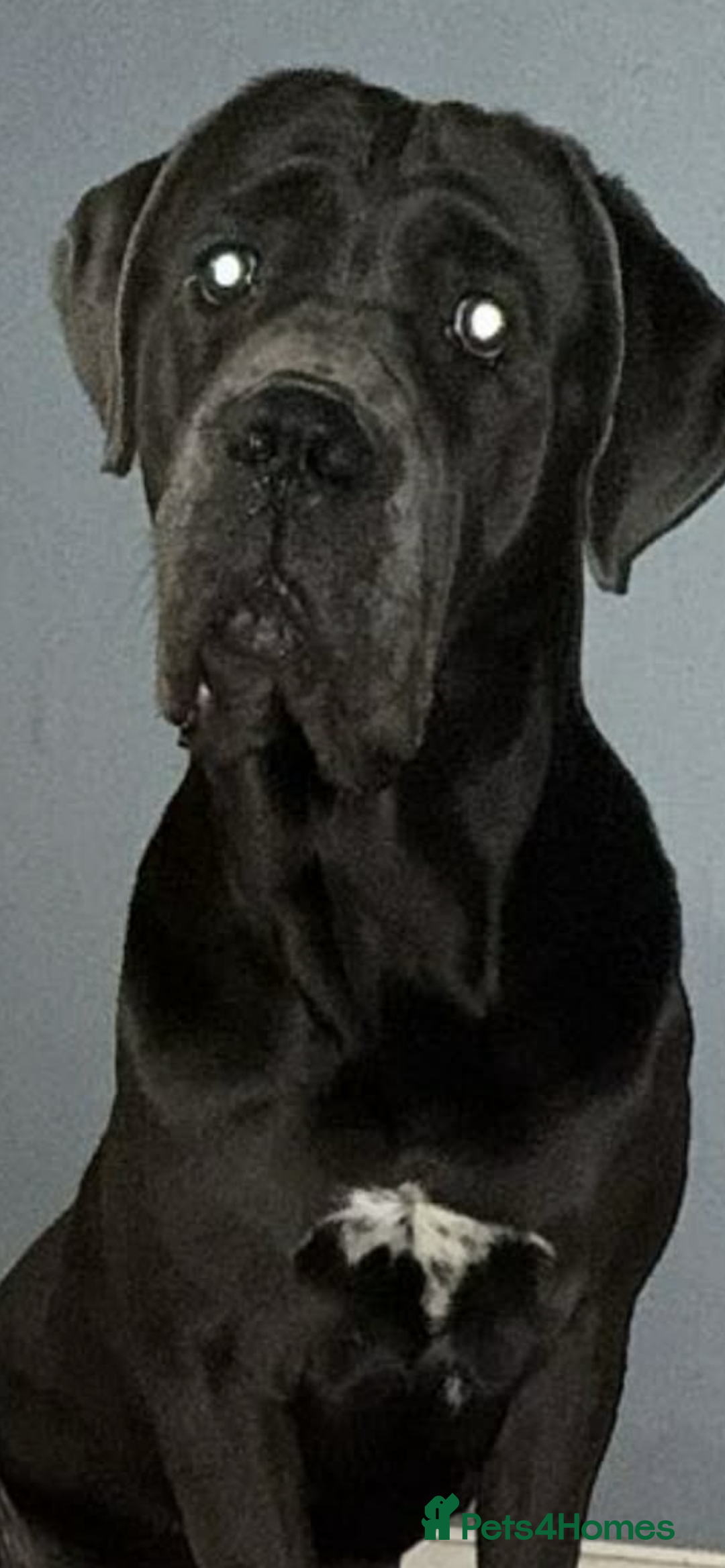 Mixed Breed dogs for sale: Cane corso X Staffordshire terrier puppies 🔥🩸 - Advert 10