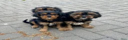 Mixed Breed dogs for sale: Cavalier x Biewer terrier  - Advert 5