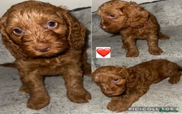 Cockapoo dogs for sale: Stunning F2 cockapoo pups  - Advert 8