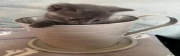 British Shorthair cats for sale: Rare Grey/ginger tortoiseshell kittens - Advert 13