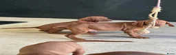 Hungarian Vizsla dogs for sale: Gorgeous Hungarian Vizsla puppies  - Advert 15