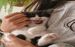 Mixed Breed cats for sale: Kittens - Image 22