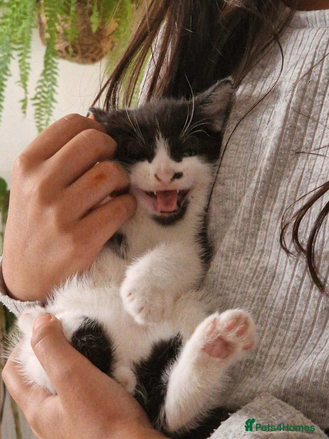 Mixed Breed cats for sale: Kittens - Image 22