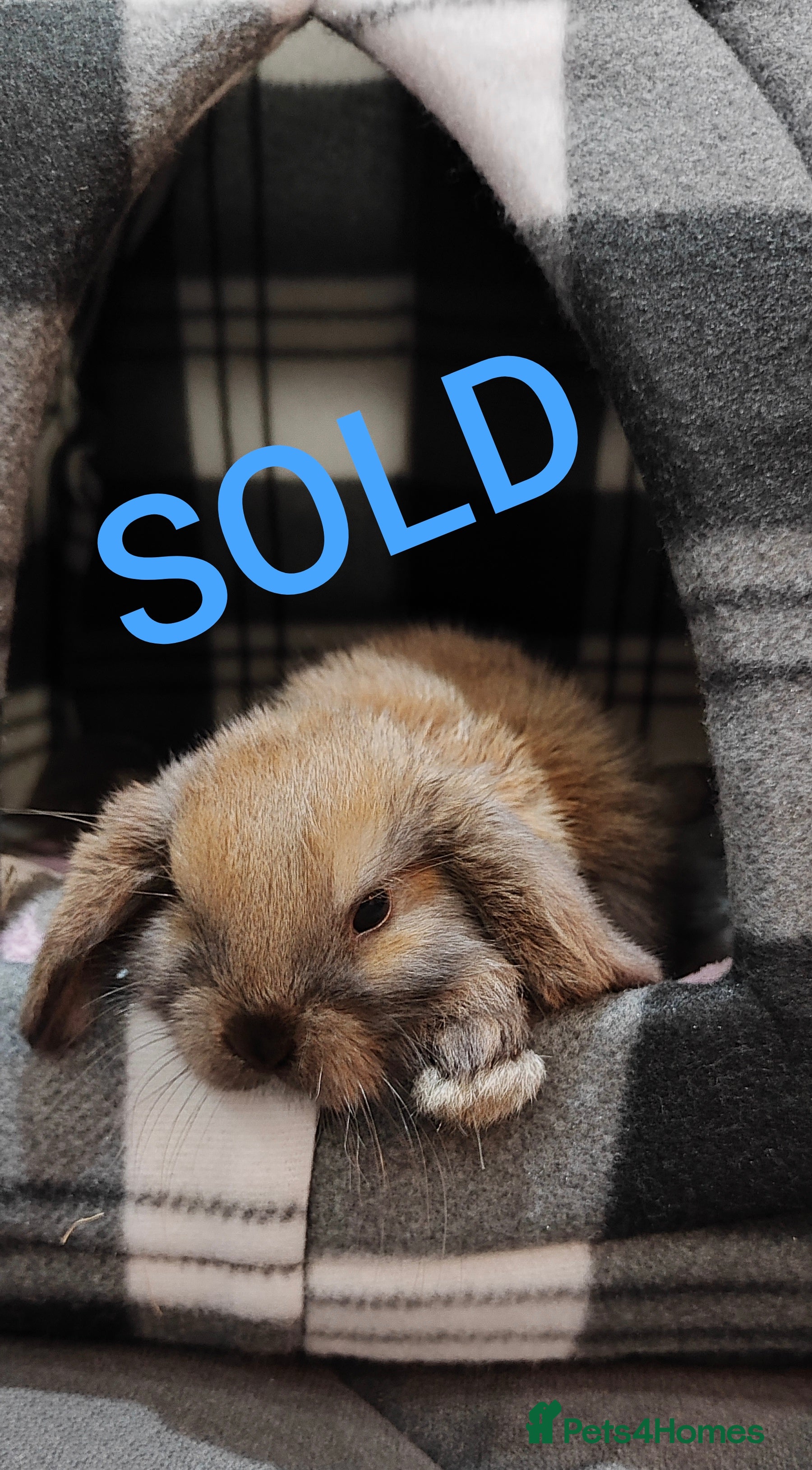 Mini Lop rabbits Mini lop  - Advert 15