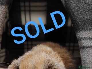 Mini Lop rabbits Mini lop - Advert 8