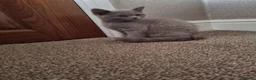 British Shorthair cats for sale: Pure British Shorthair Kitten - Advert 4