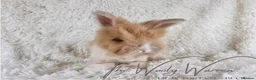 Angora rabbits for sale: FULLY VACCINATED ANGORA BROTHERS  - Advert 19