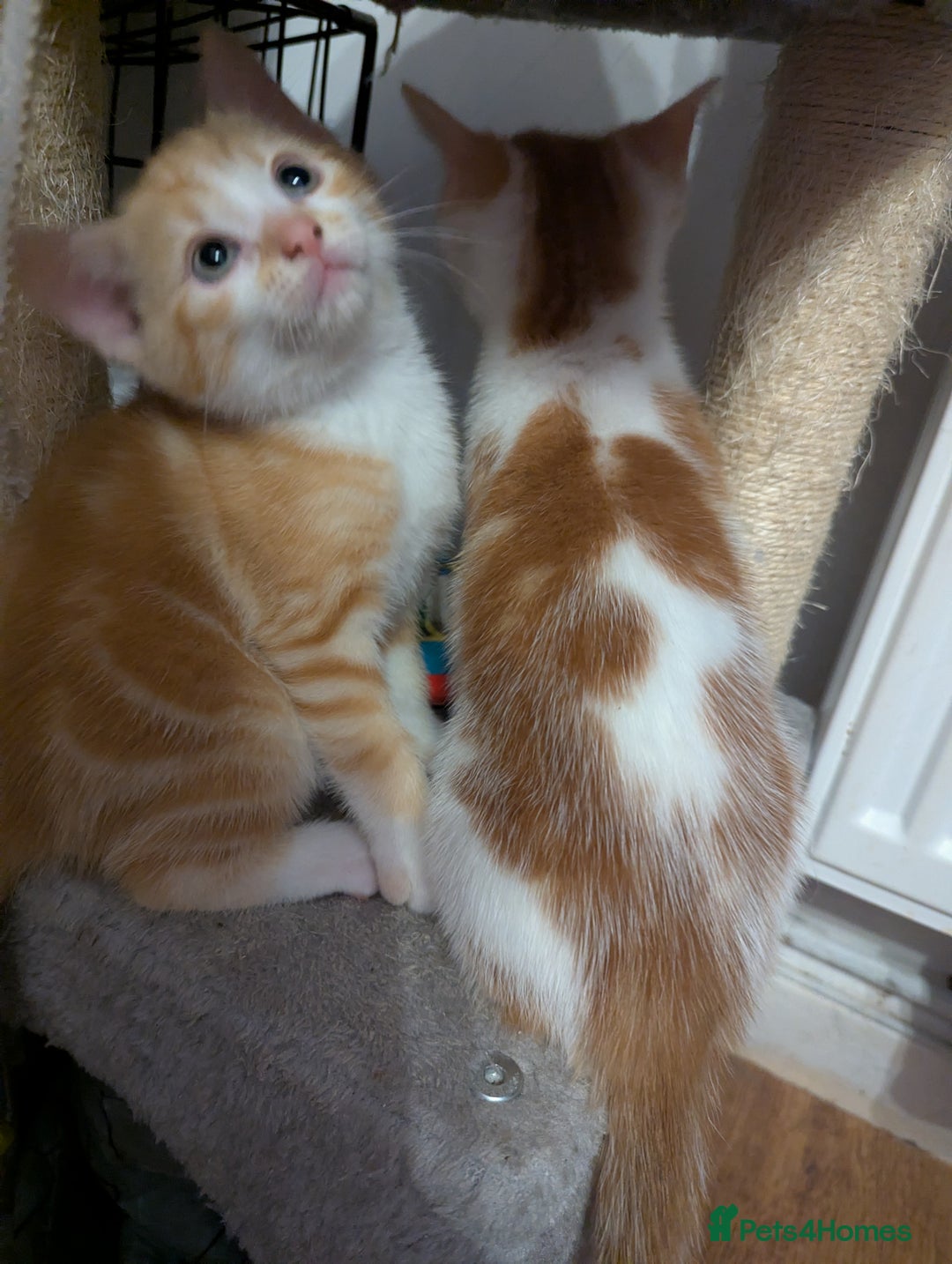 Mixed Breed cats for sale: 9 week old kittens - Image 11