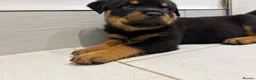 Rottweiler dogs for sale: Beautiful litter of KC Rottweilers  - Advert 8