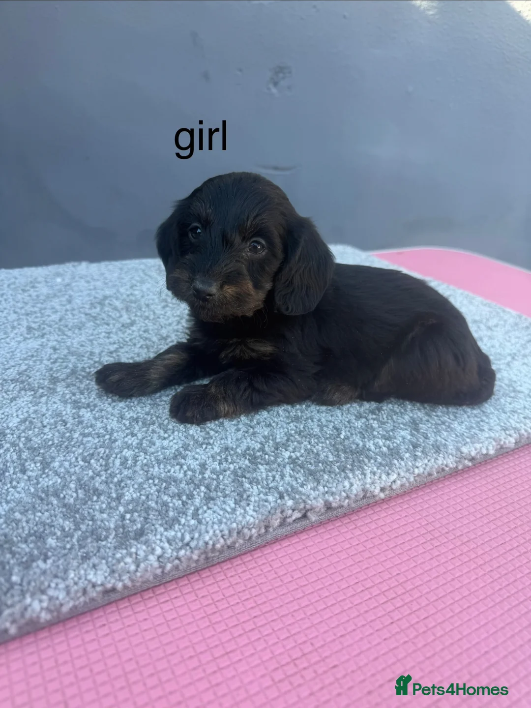 Doxiepoo dogs for sale: doxiepoo puppies for sale  - Advert 2