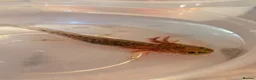 Axolotl reptiles for sale: Baby Axolotol’s  in Barnsley - Advert 4