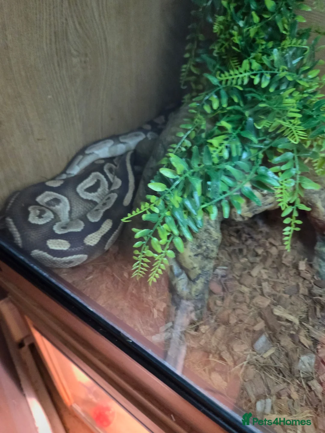 Python Snake reptiles for sale: Ball python female 3 years old and set up in Gillingham - Advert 2
