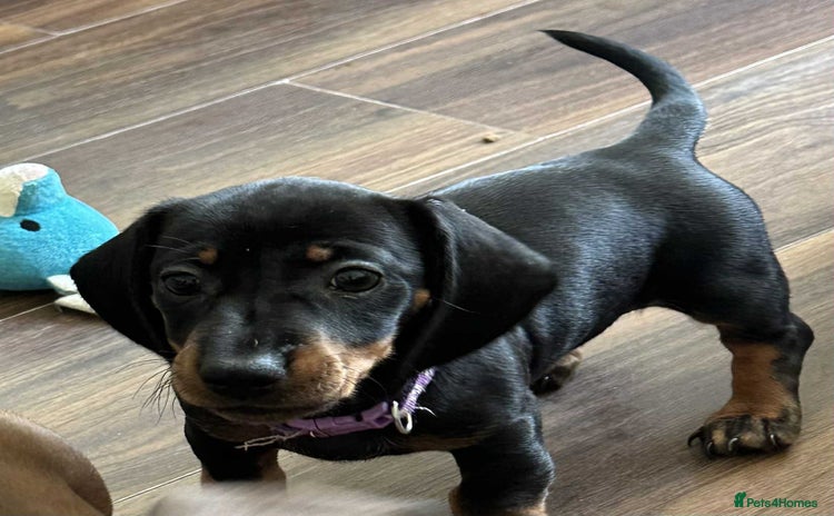 Miniature Dachshund dogs - Advert 4