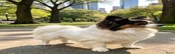 Papillon dogs for stud: Pedigree Papillon Stud Dog Available - Advert 3