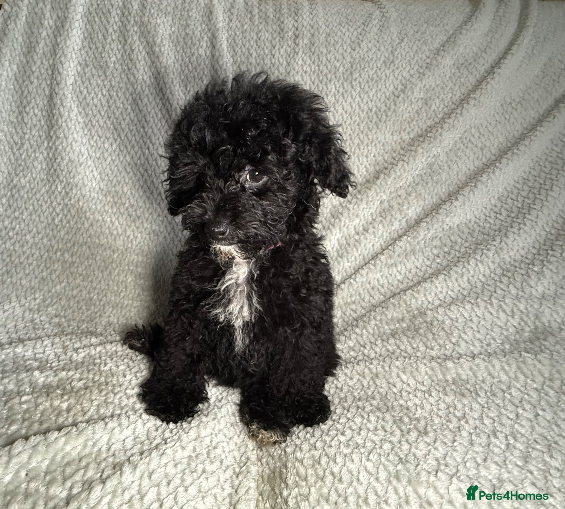 Cavapoochon dogs READY TO LEAVE NOW!! Miniature cavapoochons - Advert 6
