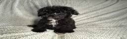 Cavapoochon dogs for sale: READY TO LEAVE NOW!! Miniature cavapoochons - Advert 1