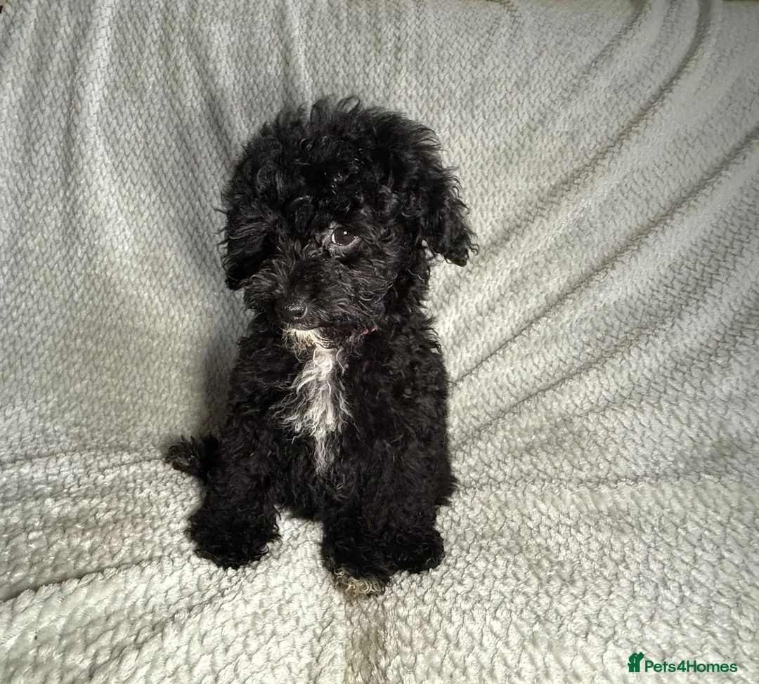 Cavapoochon dogs for sale: READY TO LEAVE NOW!! Miniature cavapoochons - Advert 1